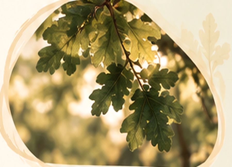 Feuilles de chêne en lumière naturelle