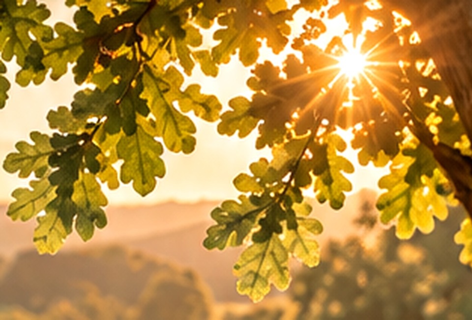Feuilles de chêne dans une lumière dorée